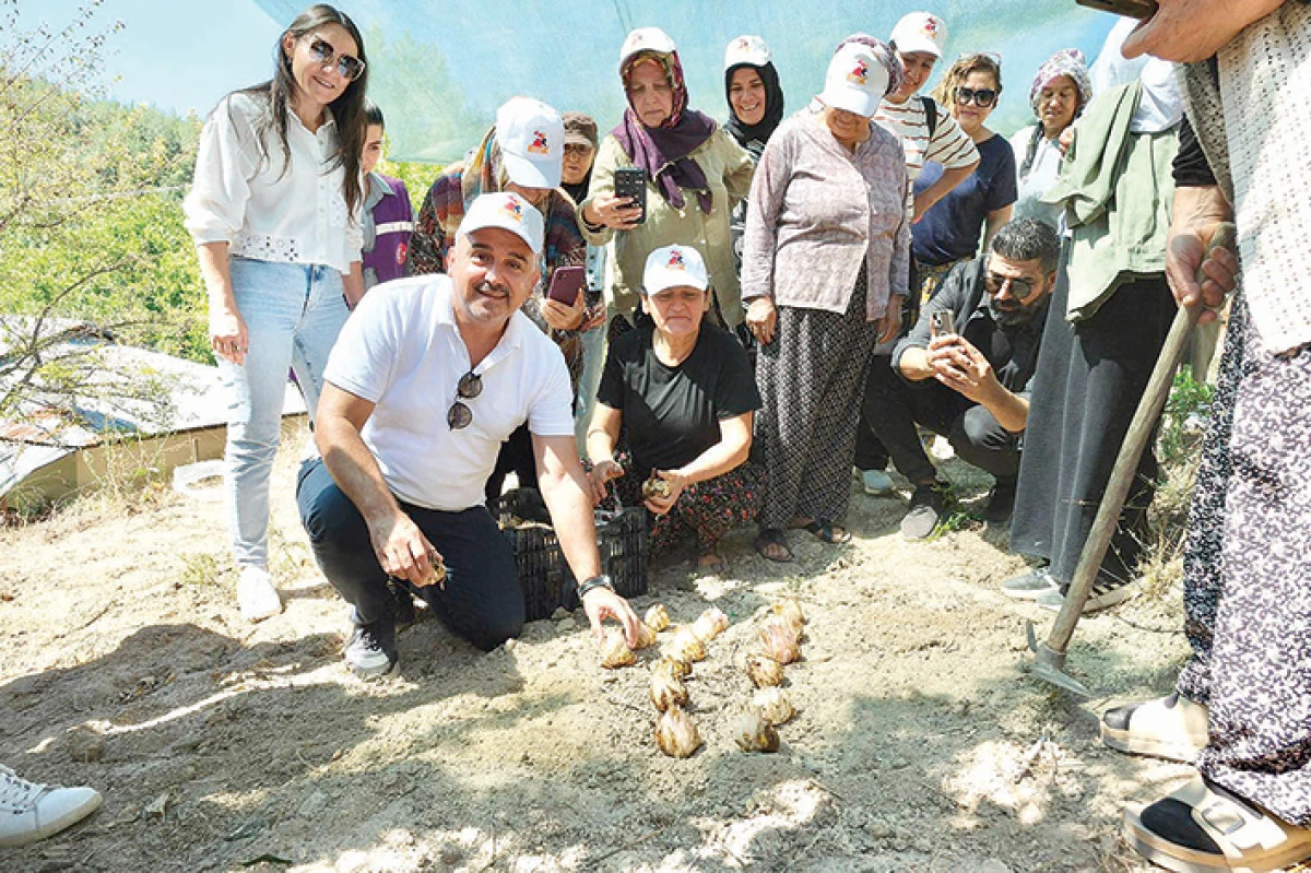  24 bin adet Akzambak soğanı dağıtıldı