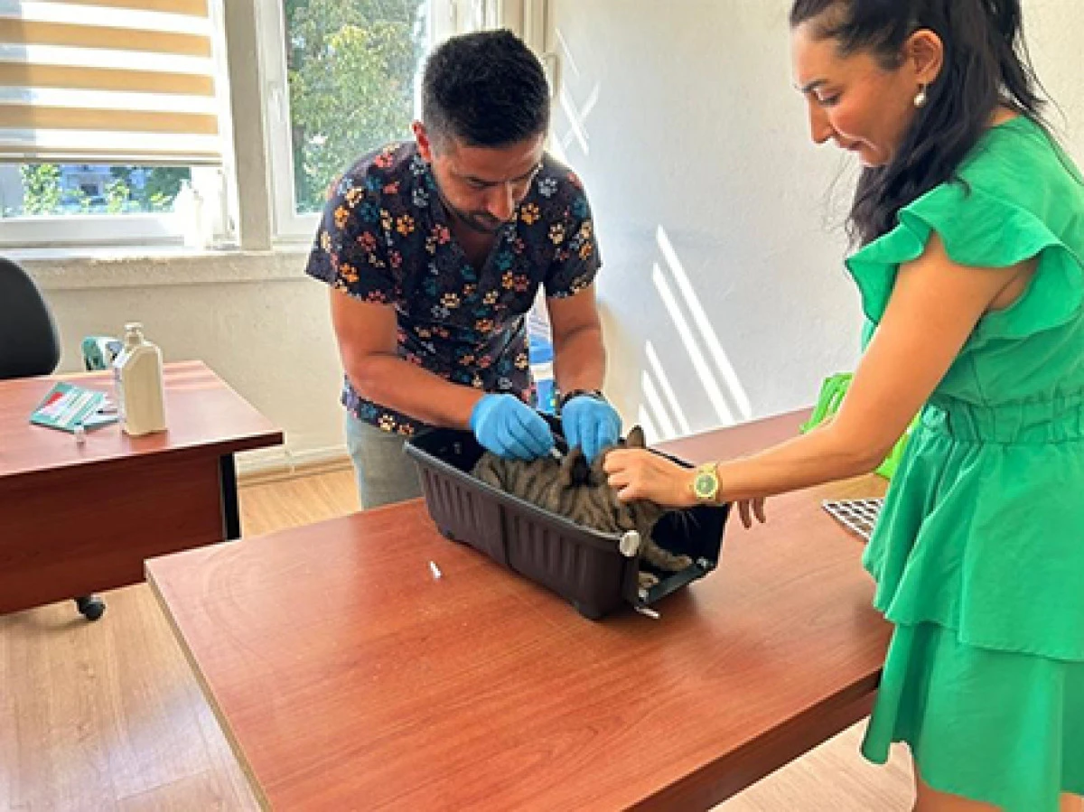 Adana'da 2025'te 3 bin 865 kedi ve 3 bin 577 k&ouml;peğe &ccedil;ip takıldı   