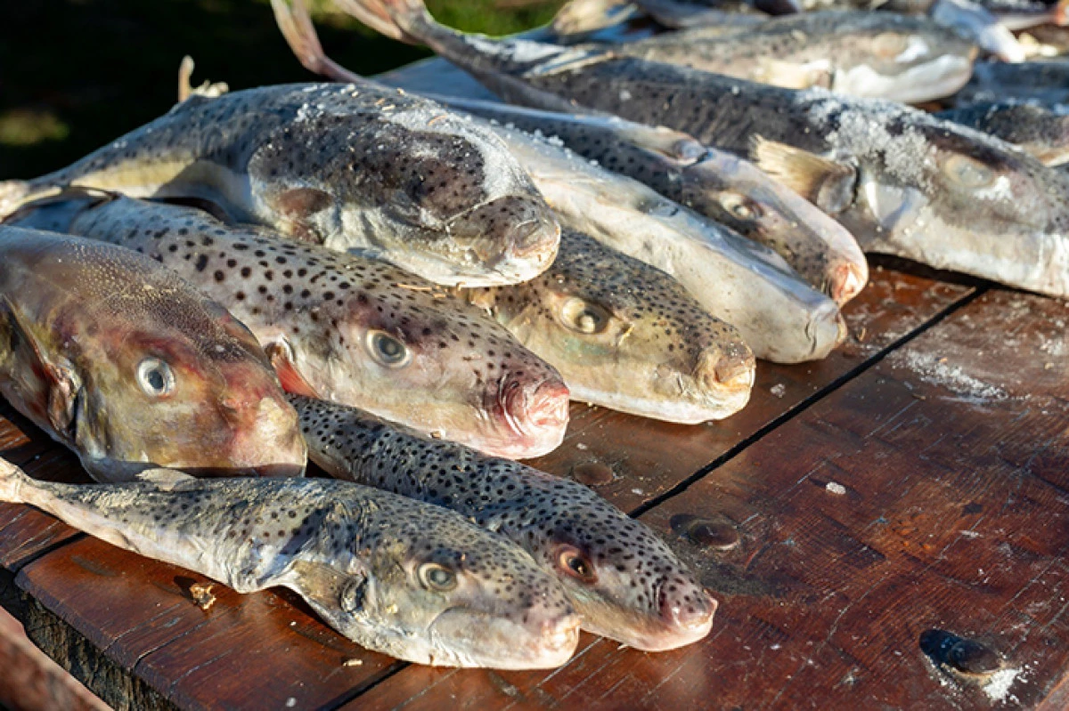 Adana'da 4 g&uuml;nde 128 bin balon balığı toplandı     