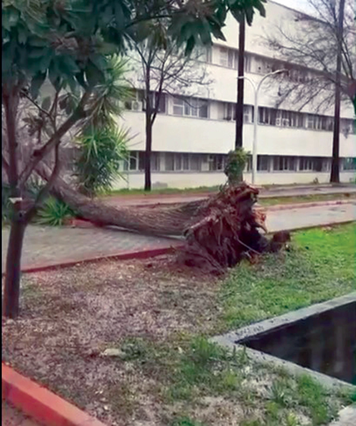 Adana'da fırtına  ağa&ccedil;ları yerinden s&ouml;kt&uuml;