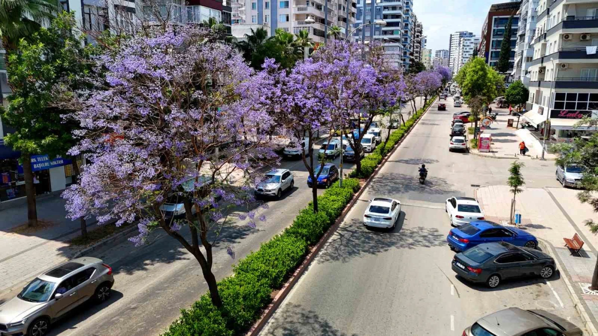 Adana&rsquo;da jakarandalar &ccedil;i&ccedil;ek a&ccedil;tı, kent mor renge b&uuml;r&uuml;nd&uuml; 