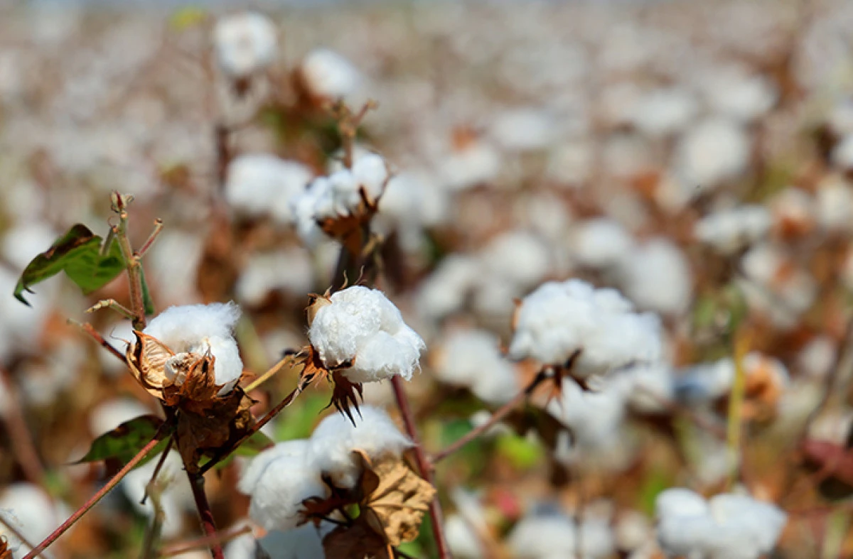 Adana'da pamukta 'pembekurt' zararlısına karşı uyarı     