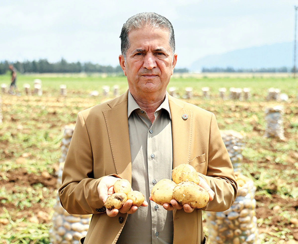 Adana’da patates hasadı başladı