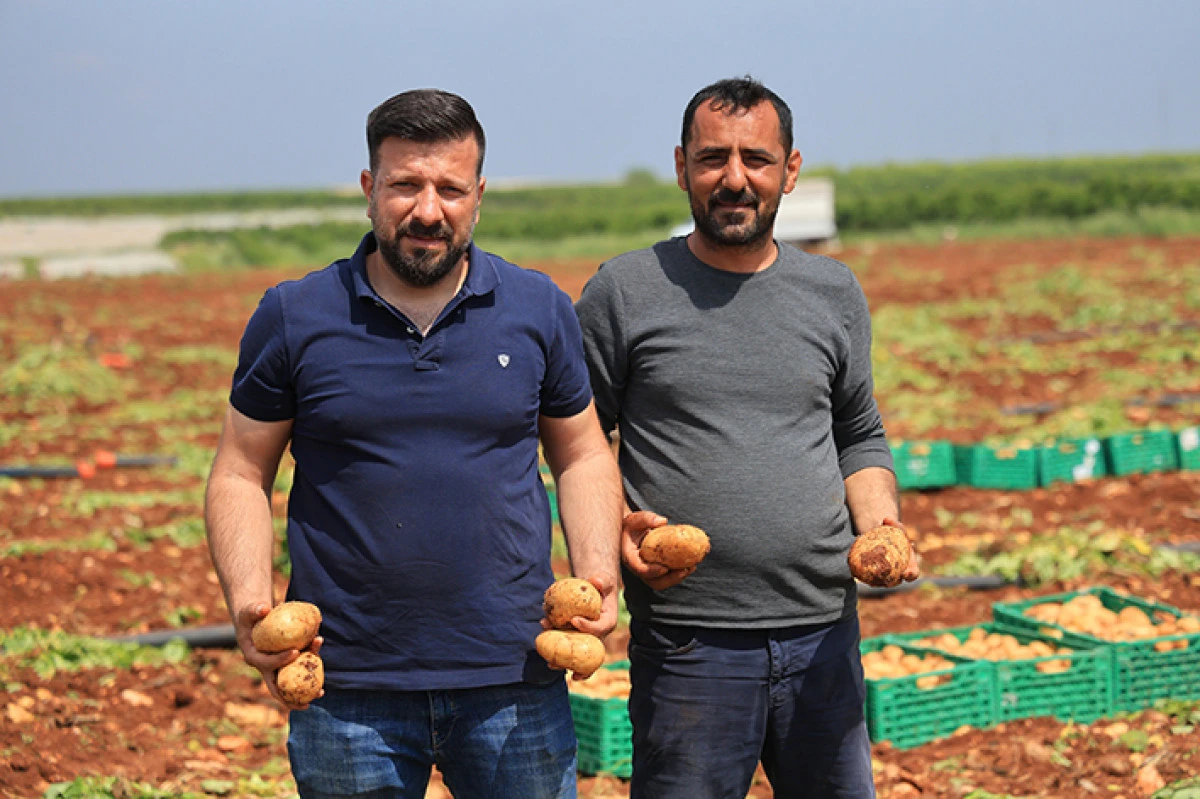 Adana'da patates hasadı başladı: Tarlada 23-25 lira   