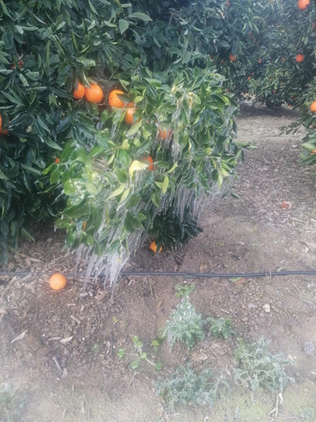 Adana'da portakal ağa&ccedil;ları buz tuttu     