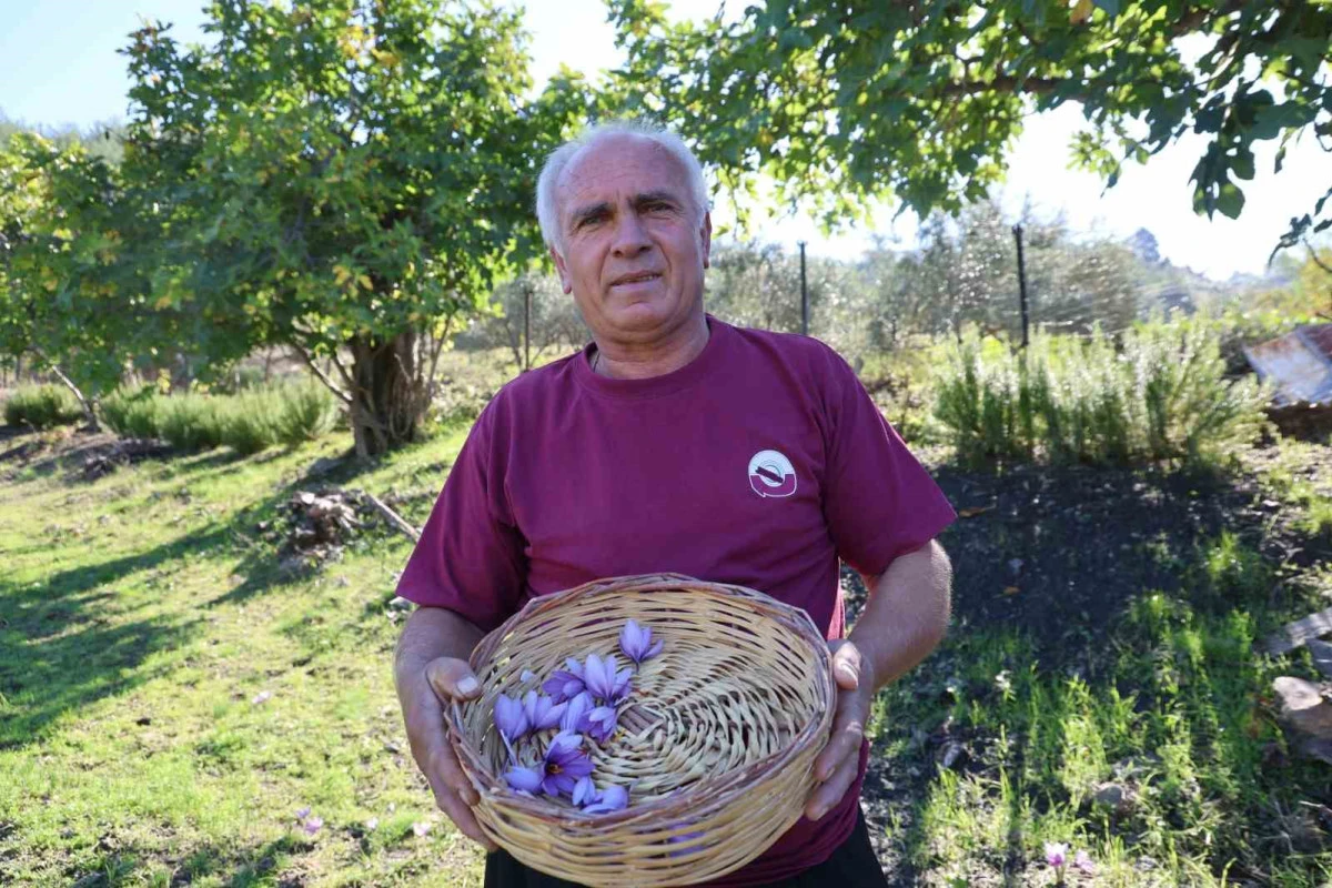 Adana&rsquo;da safran hasadı başladı: Gramı 900 TL 