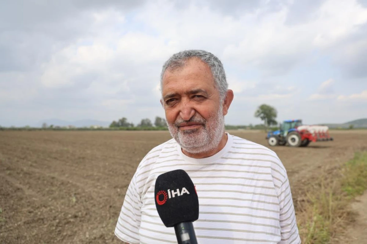 &Ccedil;ukurova'da arazilerini dolu vuran &uuml;retici mısırı s&ouml;k&uuml;p ay&ccedil;i&ccedil;eğine y&ouml;neldi     
