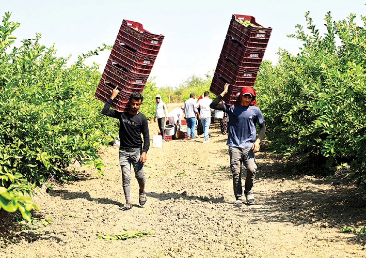 &Ccedil;ukurova'da tarım iş&ccedil;isi yevmiyeleri bin 613 lira oldu