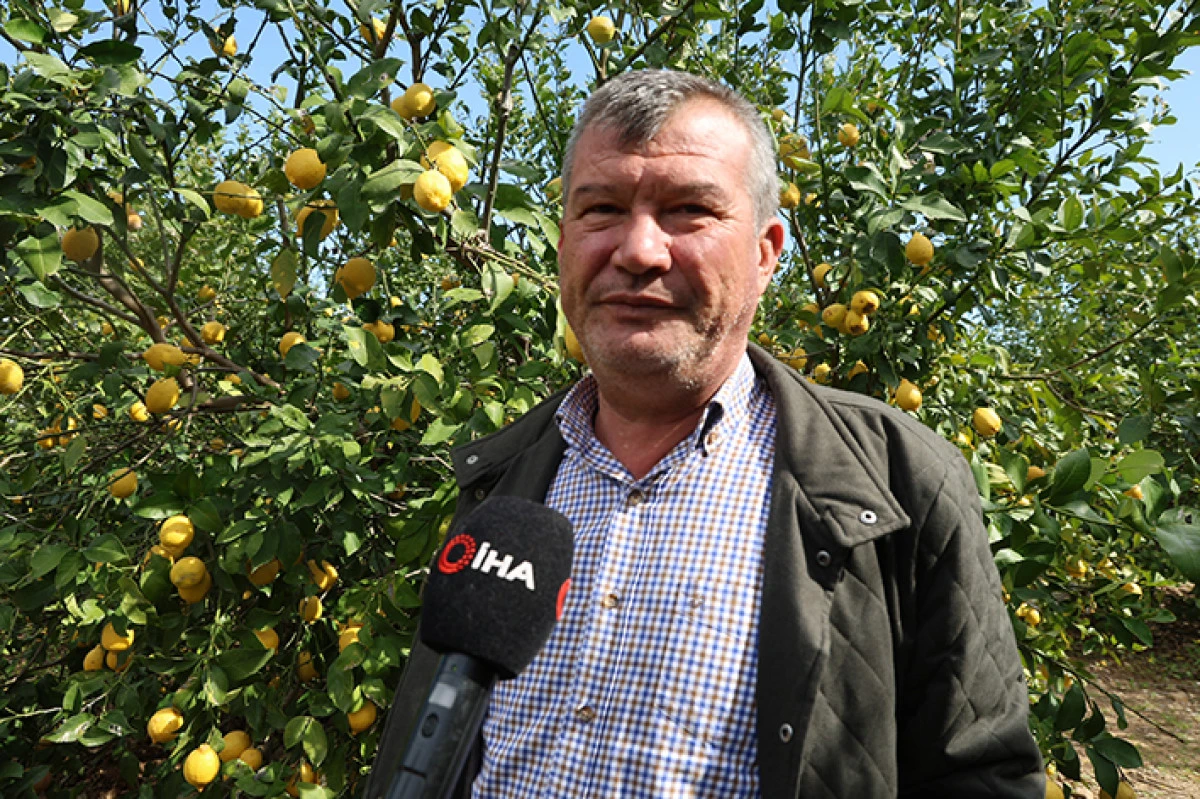 Dikenli limon &uuml;reticinin   y&uuml;z&uuml;n&uuml; g&uuml;ld&uuml;rd&uuml;