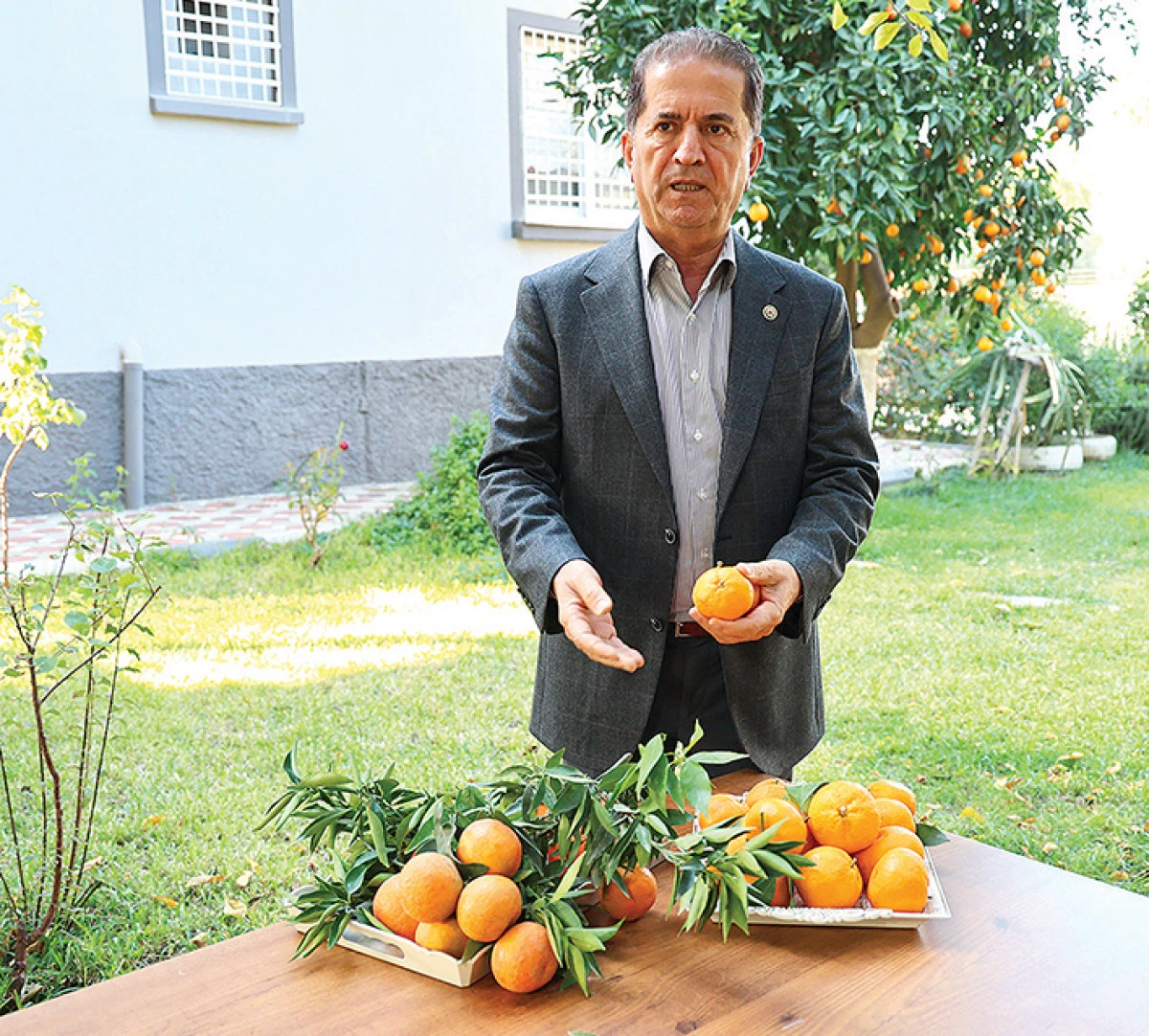 En ucuz meyve mandalina: Dalında 3, pazarda 5 lira