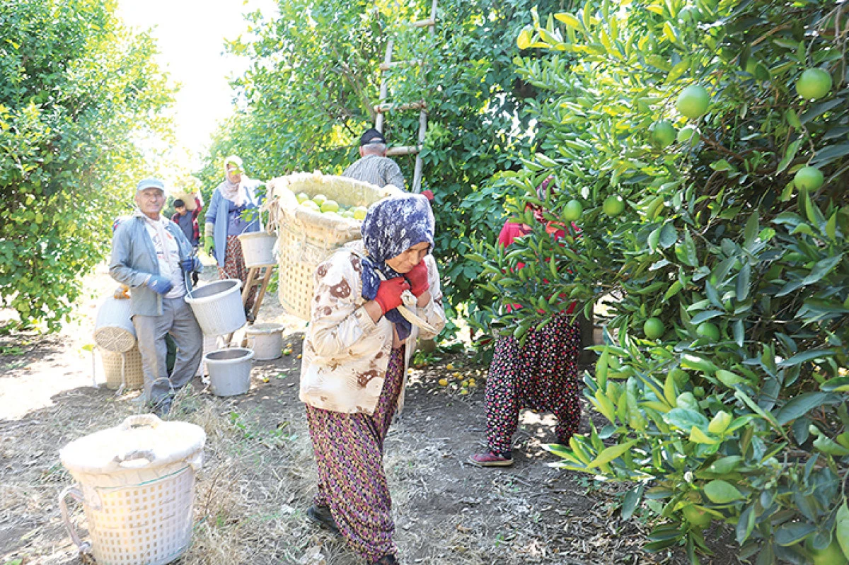 Geçen yıl 1 TL olan limon bahçede 20 TL