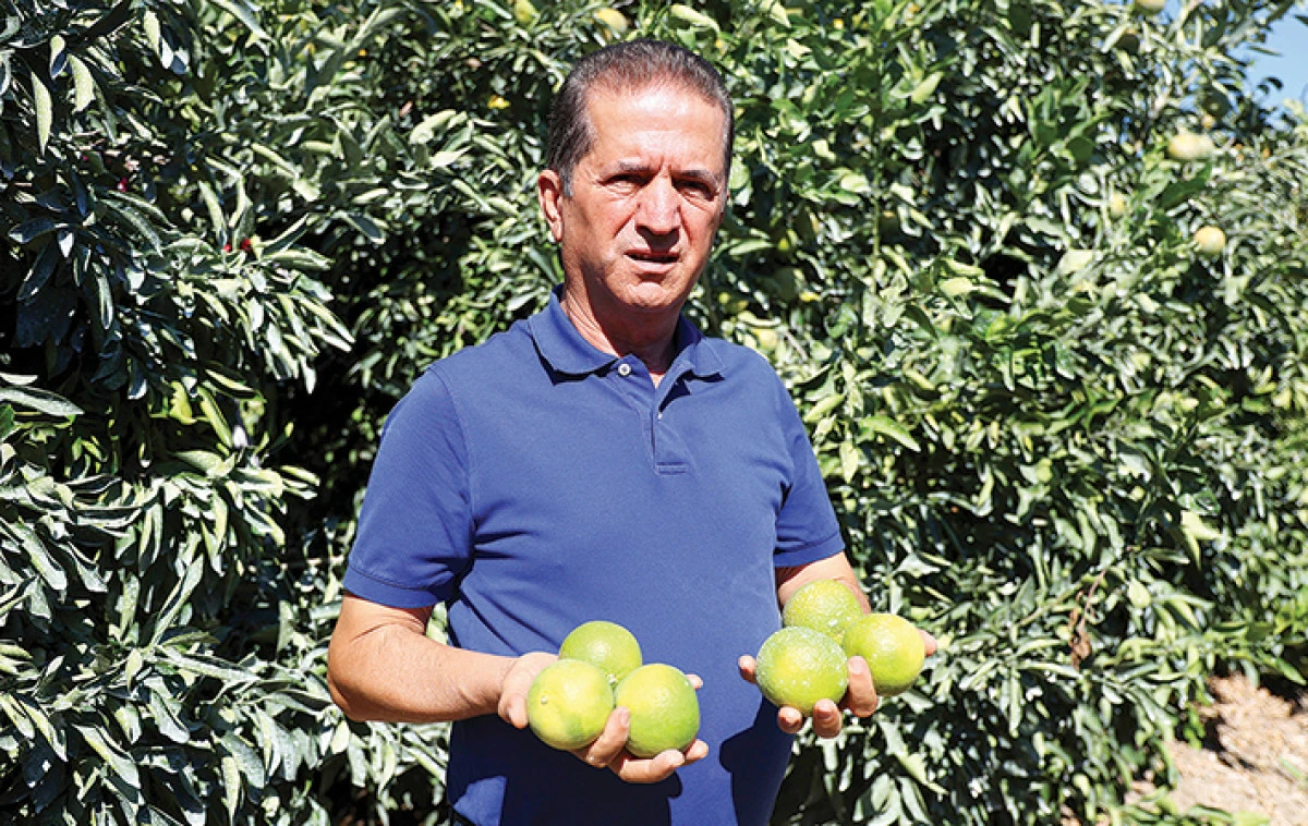 Mandalinada hasat zamanı