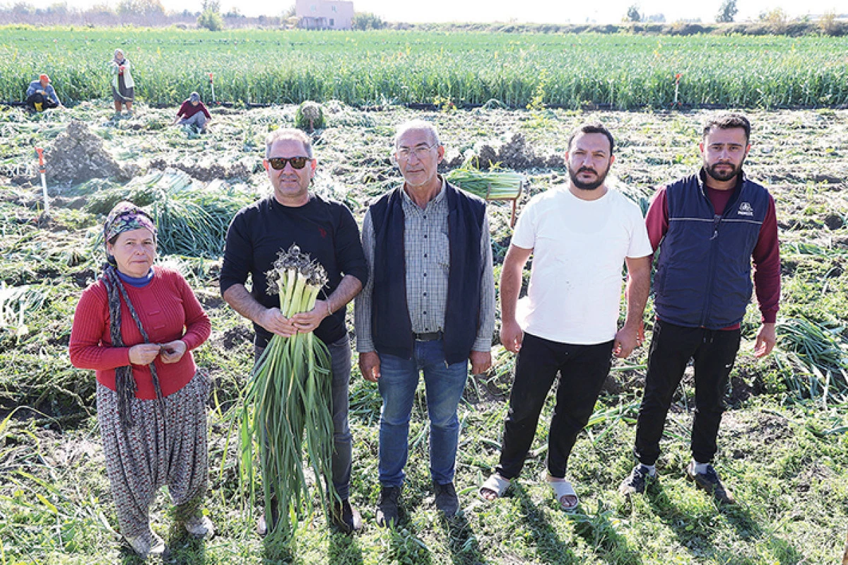Pırasa hasadı başladı