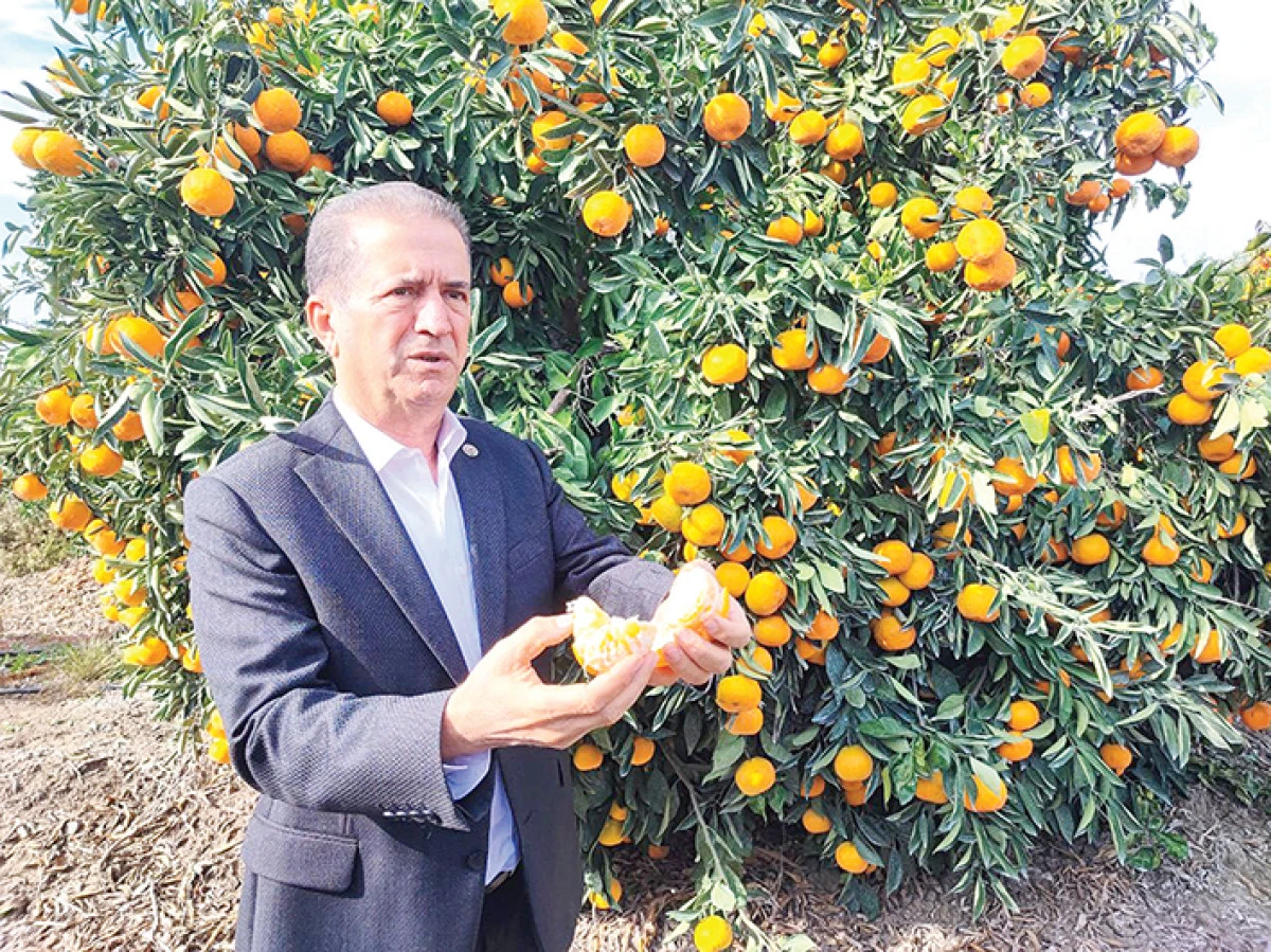 Tarım işçilerinin grevi mandalinayı dalında bıraktı: Kilosu 3 liraya kadar geriledi