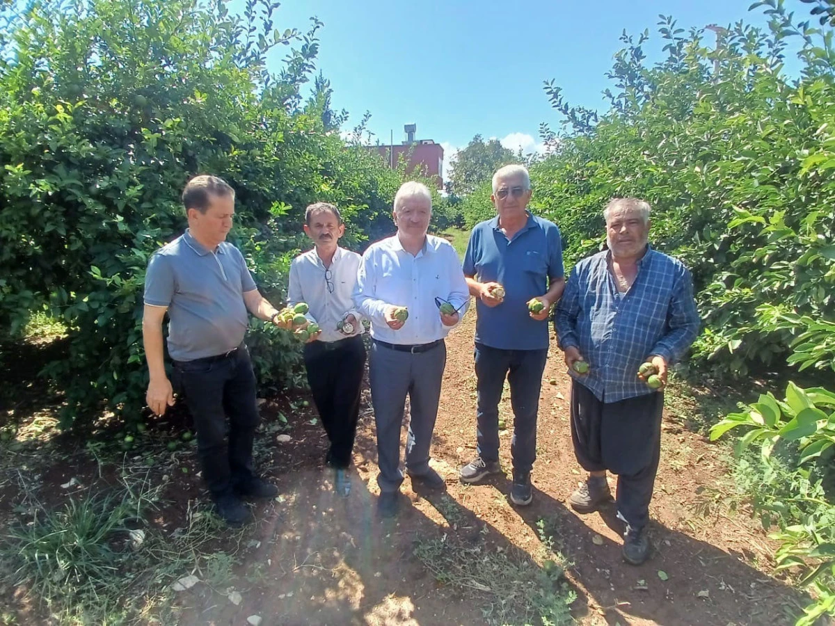 Y&uuml;reğir&rsquo;de dolu afeti: Yaklaşık 35 bin d&ouml;n&uuml;m tarım alanı zarar g&ouml;rd&uuml; 