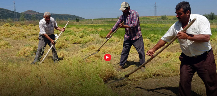 Aylıkları 30 bin liraya geliyor ancak sayıları her geçen gün azalıyor