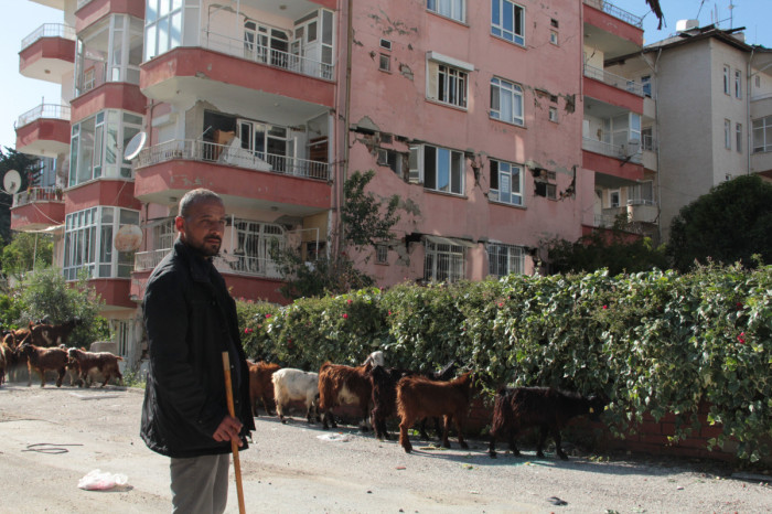 Hatay sokakları keçilere kaldı